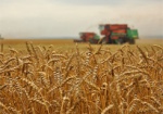 Два миллиона тонн озимой и яровой пшеницы намолотили на Харьковщине