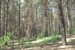 В Украине работают над созданием Лесного фонда