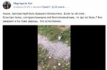 В Харькове набирает обороты инцидент с жестоким убийством уличного котенка