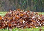 В Харькове ежедневно вывозят около 900 кубометров листвы