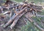 Житель Харьковщины нанес ущерб лесничеству на 25 000 гривен