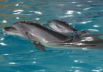 В Харькове родился дельфиненок