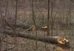 Харьковский облсовет требует на государственном уровне ужесточить наказание за незаконную вырубку леса