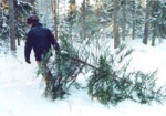 В Украине намерены бороться с незаконной вырубкой елок