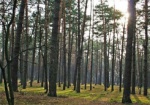 Прокуратура не допустила передачу более 20 гектаров леса под застройку