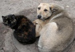 В Харькове представят фотопроект в поддержку бездомных животных