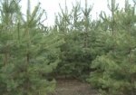 В харьковских лесхозах можно будет купить елку за 60 гривен