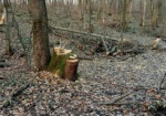 На Харьковщине обнаружили незаконную вырубку леса на полмиллиона