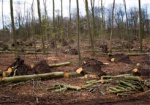 За санитарной вырубкой деревьев украинцы смогут следить онлайн