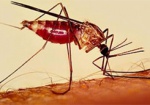 Студент из Нигерии привез в Харьков тропическую малярию