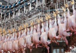 ЕС запретил импорт мяса птицы из Украины из-за гриппа