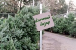 Где на Харьковщине будут продавать самые дешевые елки