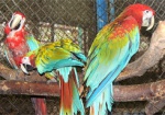 В зоопарке Харькова впервые за 11 лет родились редкие попугаи