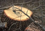 Остановить незаконное уничтожение леса на Харьковщине. Вопросом активно занялись областные власти