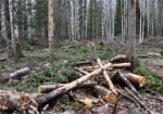 На Харьковщине появилась рабочая группа по защите вырубки леса