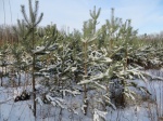 Лесникам Харьковщины разрешили рубить новогодние елки