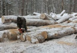 За вырубку дубов в лесхозе жителю области грозит срок
