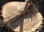 Жителю Первомайского, спилившего деревьев на 80 тысяч гривен, объявили о подозрении