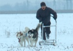 Winter Dog Fest: на аэродроме «Коротич» состоится первая олимпиада на собачьих упряжках