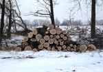 О незаконной вырубке леса жителей Харьковщины просят сообщать в полицию