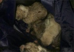 Патрульные спасли пятерых новорожденных щенков