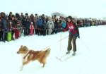 Соревнования по зимним видам спорта для собак прошли под Харьковом