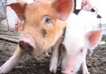 В Украине за год сократилось поголовье свиней, коров и птицы