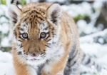 Амурский тигренок осваивается в Харьковском зоопарке