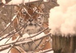 Побольше внимания и специальные игры. Амурскому тигренку помогают адаптироваться в зоопарке Харькова