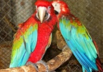 Попугаев ара в харьковском зоопарке назвали Арчи и Фишер