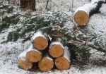 На Харьковщине суд оштрафовал браконьера, спилившего десяток деревьев