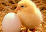 Украина планирует возобновить экспорт яиц в Израиль весной