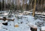 Люди депутата облсовета вырубили лес в Волчанском районе - источник