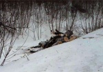 На Харьковщине задержали еще одного лесоруба-браконьера