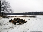 Харьковчан поймали на незаконной рубке деревьев в лесополосе