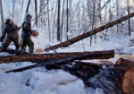Лесорубов-браконьеров задержали на Дергачевщине