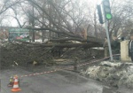 В центре Харькова упавшее дерево повредило провода