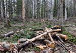 Лесхоз могут обязать возместить более 900 тыс. грн. ущерба от незаконной вырубки