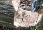 Незаконную вырубку сосен в Холодногорском районе расследует полиция
