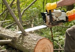 Браконьеру, спилившему деревьев на 30 тыс. грн., объявили о подозрении