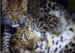 В Харьковском зоопарке появятся амурские леопарды
