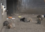 В защиту бездомных животных. Харьковчане просят признать котов частью экосистемы города
