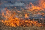 Почти десяток пожаров за сутки: жители Харьковщины взялись жечь мусор и траву
