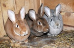 На Харьковщине мужчина заготовил 25 килограммов конопли «для кроликов»