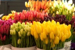 На Харьковщине грабители отобрали у реализатора тюльпанов на несколько тысяч гривен