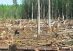 Суд обязал лесхоз выплатить 350 тысяч за незаконную вырубку деревьев