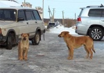 Жители Люботина заявляют о нападениях бездомных собак. Зоозащитники предлагают новую городскую программу