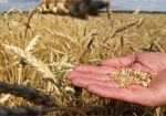 На Харьковщине ожидается рекордный урожай зерновых