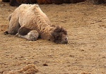 Харьковчане могут помочь выбрать имя для маленького верблюжонка