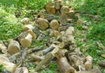 Браконьеров, спиливших деревья аграрного вуза, будут судить